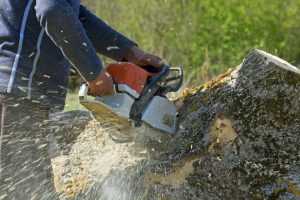 Tree Stump Removal in Tauranga