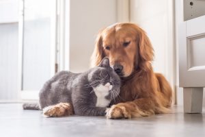 Dog and cat on the floor
