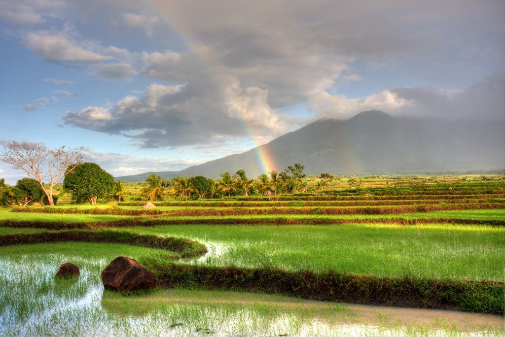 rice fields in the philippines